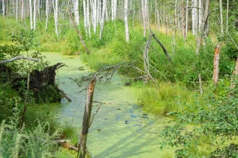 Swamp in the forest Stock Photos