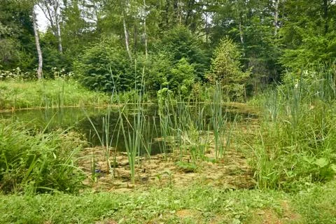 Swamp in the forest Stock Photos