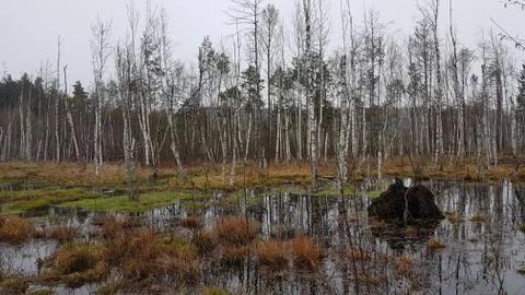 Swamp in the forest Foto stock