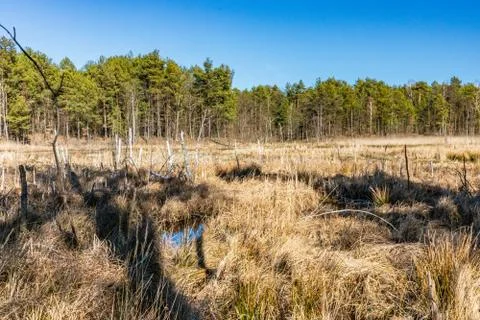  Swamp in the forest Stock-Fotos