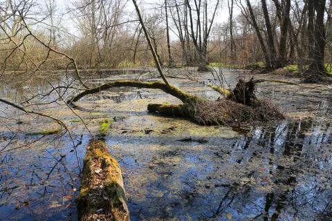Swamp in forest Stock Photos