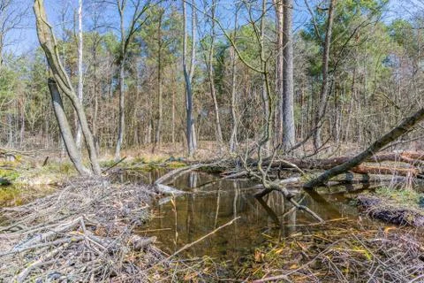 Swamp in the forest Stock Photos