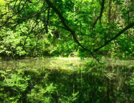 Swamp in a forest Stock Photos