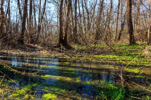 Swamp in forest Stock Photos
