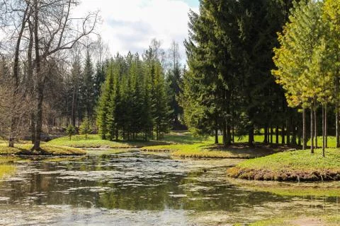Swamp in the forest Stock Photos
