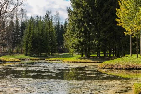 Swamp in the forest Stock Photos