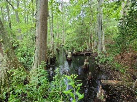Swamp forest Stock Photos