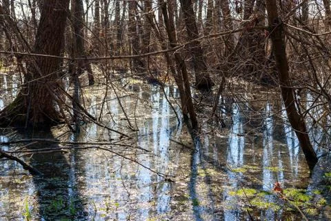 Swamp in forest Stock Photos