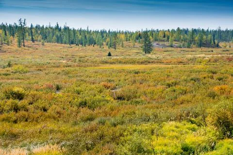 The swamp in the forest. Foto stock