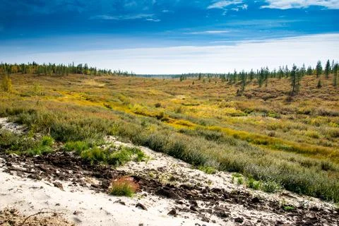 The swamp in the forest. Stock Photos