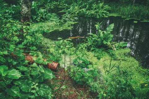 Swamp in the forest Stock-Fotos