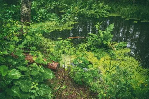 Swamp in the forest Photos
