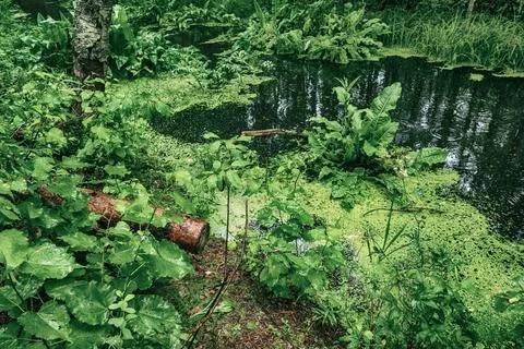 Swamp in the forest Stockfoto's