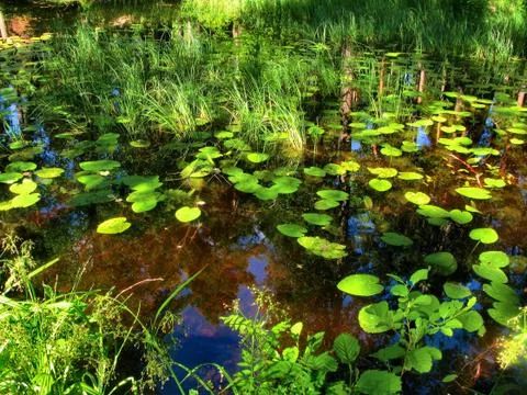 Swamp in the forest with reflexing Stock Photos