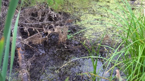 Swamp in a forest in summer 4k Stock Footage 92326669