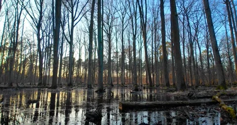Swamp forest at sunset with tree reflections in water Stock Footage 308929483