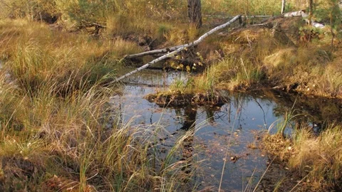 Swamp in the Forest Surrounded by Trees Stock Footage 144555936