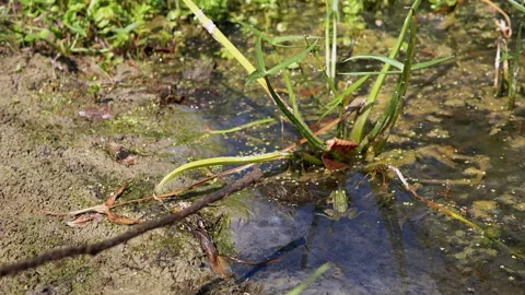 Swamp Frog, Stillness, Environmental Issues Stock Footage 293275551