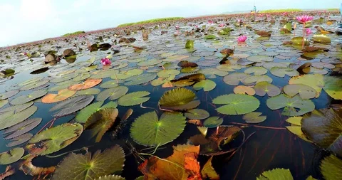 In The Swamp Full Of Lotus Stock Footage 90317779
