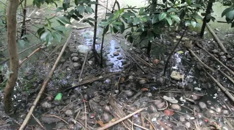 Swamp garbage Stock Footage