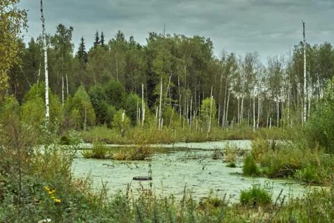 Swamp with garbage in the forest Stock Photos