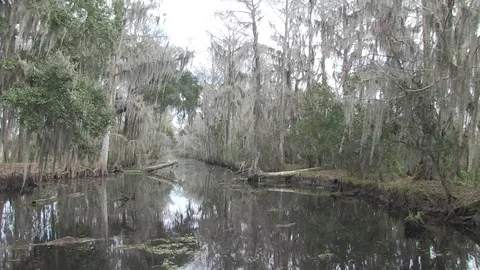 Swamp good approach 3 Stock Footage 88292212