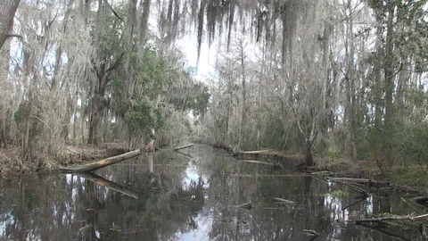 Swamp good approach2 Stock Footage 88292224