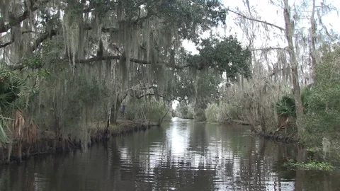 Swamp good overhang Stock Footage 88292218