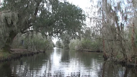 Swamp good overhang2 Stock Footage 88292315