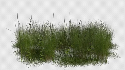 Swamp Grass blowing in the wind Loop Animation. Alpha Channel Stock Footage 310428645