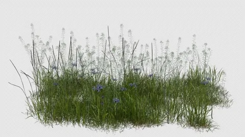 Swamp Grass blowing in the wind Loop Animation. Alpha Channel. Stock Footage 310428648