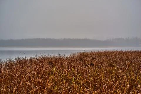 Swamp grass closeup Stock Photos