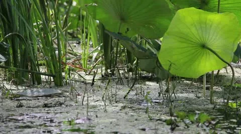 Swamp Grass Stock Footage 11892688