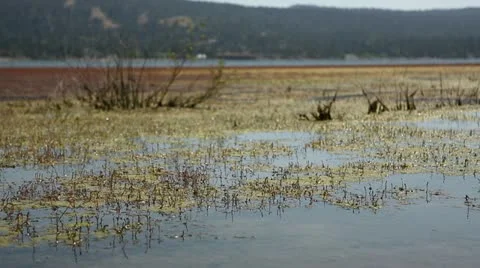 Swamp Grass Moving In Big Bear Lake HD Stock Footage 18184553