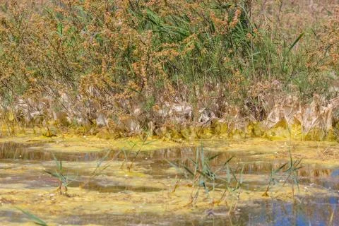 Swamp with grass Stock Photos
