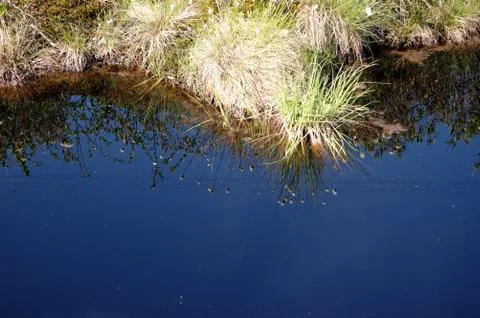 Swamp, grass reflection, blue sky, swamp hummock Stock Photos