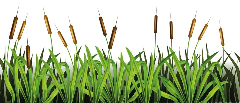 Swamp grass seamless border, vector water green reed plant frame background Stock Illustration