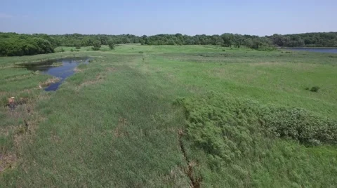 Swamp Grassland Drone Stock Footage 64550319