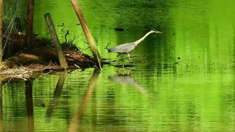 Swamp Gray Crane Stock-Footage 205342989