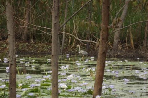 Swamp Great backyard Heron Stock Photos