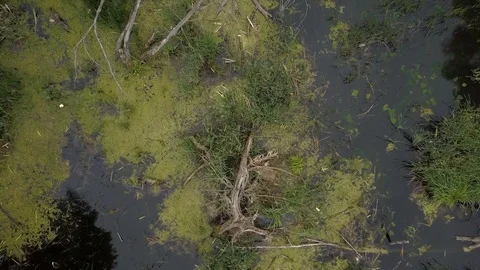 A swamp with green grass and fallen trees. Aerial view Stock Footage 76464761