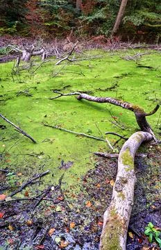 Swamp with green surface at the forest. Stock Photos