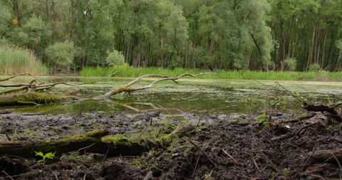 Swamp ground covered in broken tree branches and large tree trunk in duckweed Stock Footage 260226772