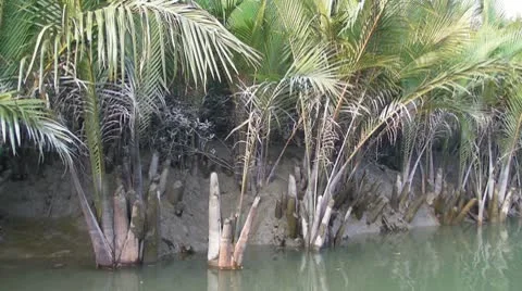 Swamp Growth Video stock 10795176