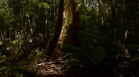 Swamp Gum.mp4 Stock Footage 46463124