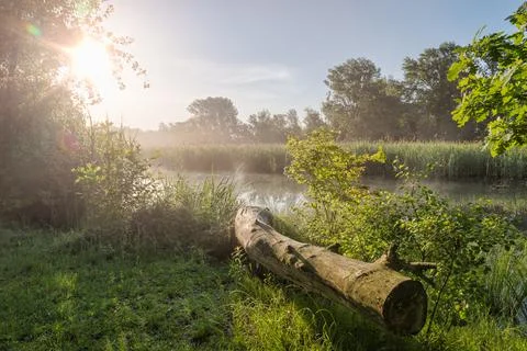 Swamp with haze backlight Stock Photos