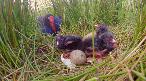 Swamp hen caring for young chicks Stock Footage 49835411