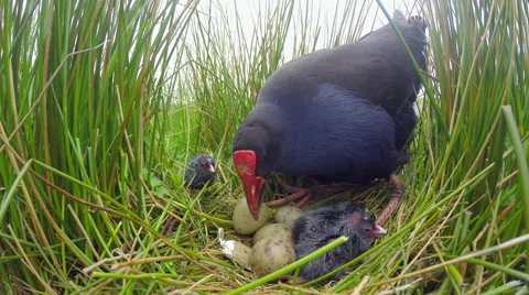 Swamp hen parent caring for young. Stock Footage 49835295