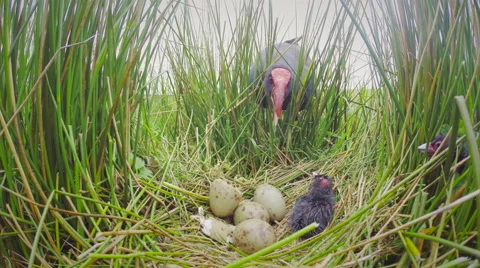 Swamp hen (Pukeko) calling to escaping chick. Stock Footage 49833608