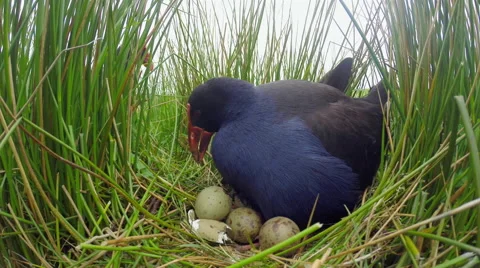 Swamp hen (Pukeko) feeding chick. Stock Footage 49835601